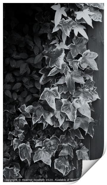 Ivy - Study in Black and White Print by Heather Goodwin
