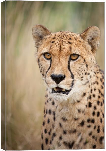 Don't want to - Cheetah Canvas Print by Simon Wrigglesworth
