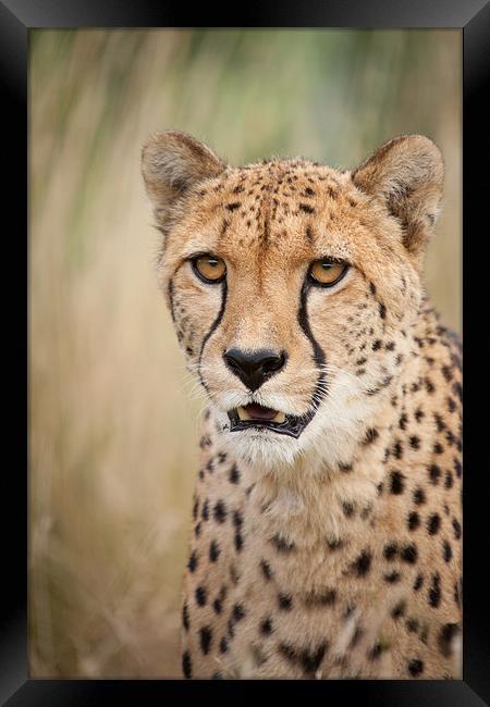 Don't want to - Cheetah Framed Print by Simon Wrigglesworth