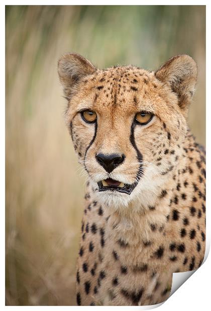 Don't want to - Cheetah Print by Simon Wrigglesworth