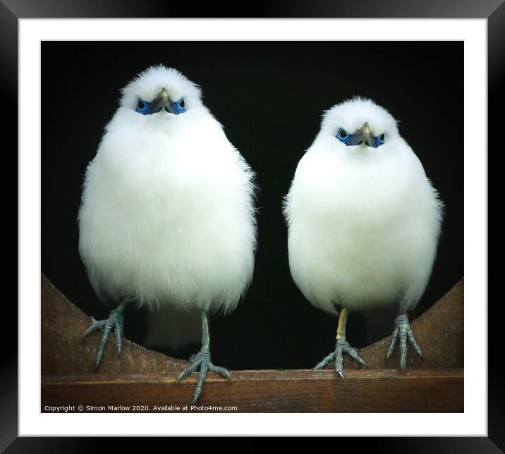 The Rare and Majestic Bali Starlings Framed Mounted Print by Simon Marlow