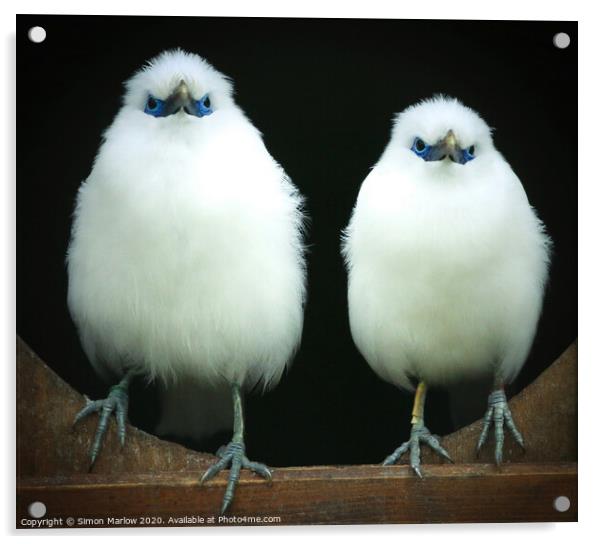 The Rare and Majestic Bali Starlings Acrylic by Simon Marlow