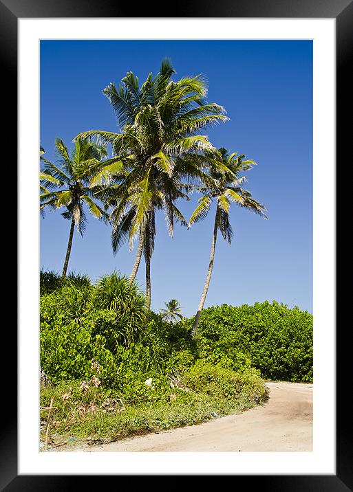 palms by roadside Framed Mounted Print by Hassan Najmy
