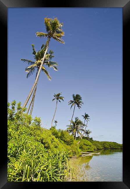 palms near pond Framed Print by Hassan Najmy