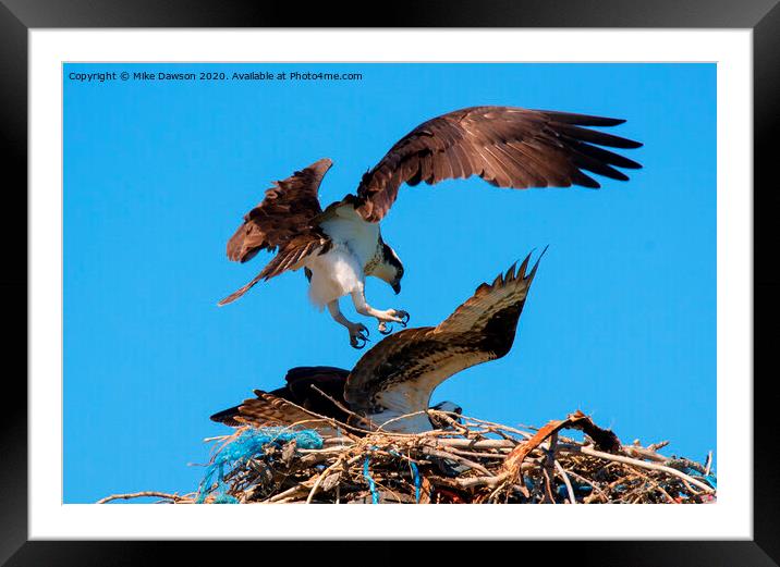 Osprey Mating Dance Framed Mounted Print by Mike Dawson