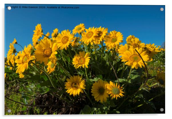 Balsamroot Acrylic by Mike Dawson
