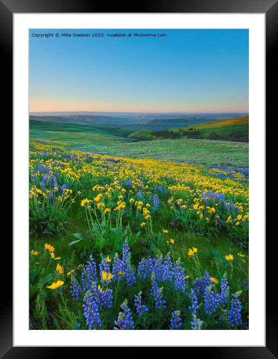 Columbia Hills Wildflower Dawn Framed Mounted Print by Mike Dawson