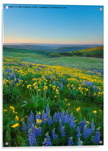 Columbia Hills Wildflower Dawn Acrylic by Mike Dawson