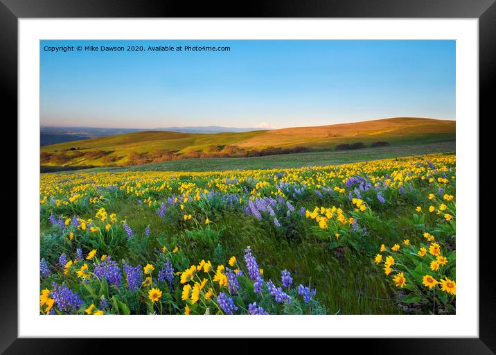 Mt. Hood Wildflower Morning Framed Mounted Print by Mike Dawson