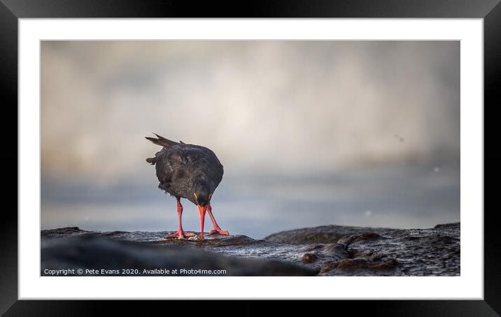 Oystercatcher feeding Framed Mounted Print by Pete Evans