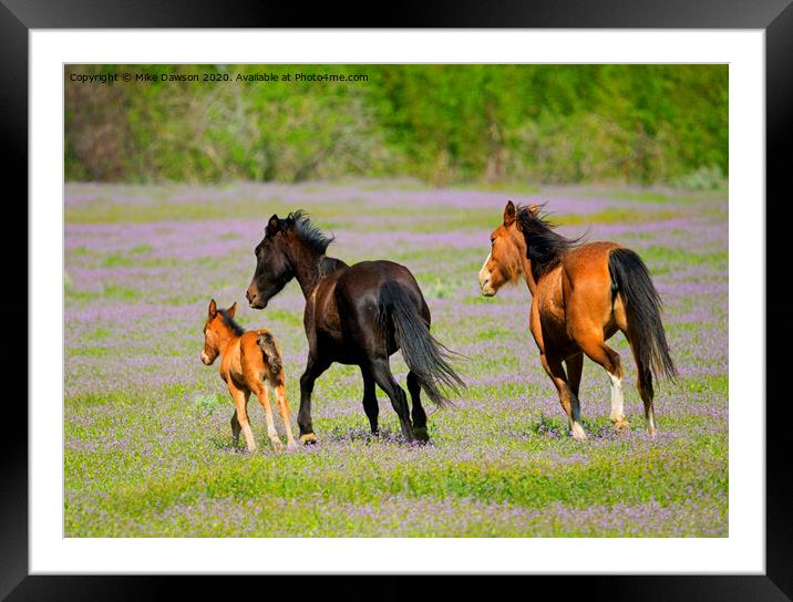 Spring Gallop Framed Mounted Print by Mike Dawson