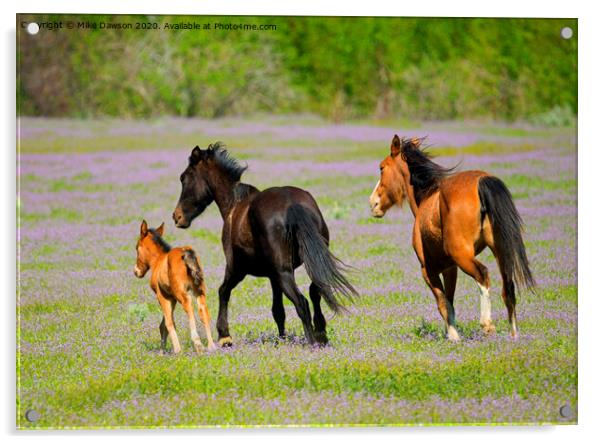 Spring Gallop Acrylic by Mike Dawson