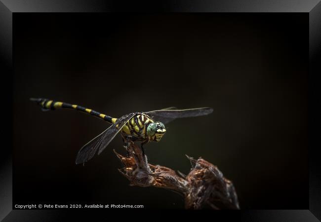 Australian Tiger Dragonfly Framed Print by Pete Evans