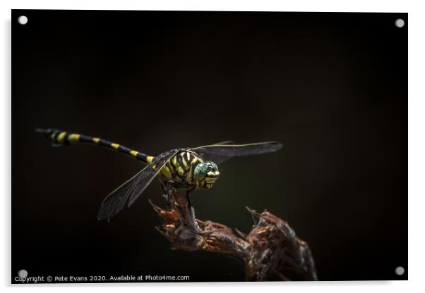 Australian Tiger Dragonfly Acrylic by Pete Evans
