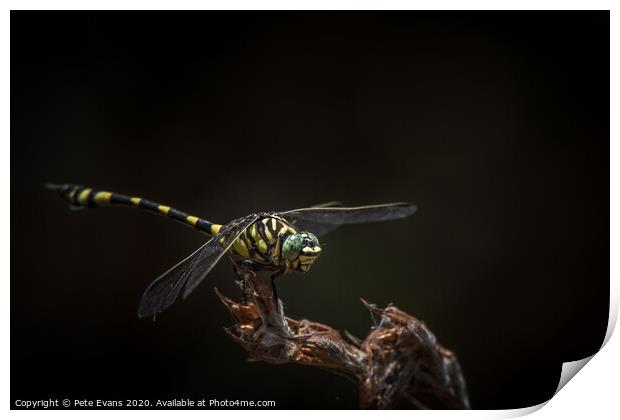 Australian Tiger Dragonfly Print by Pete Evans