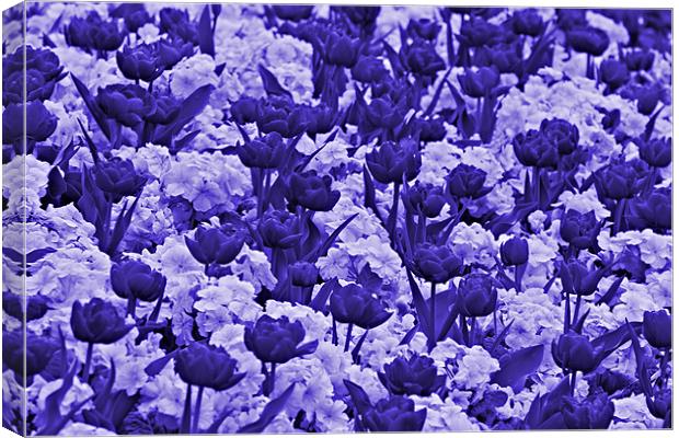 Sea Of Lilac & Purple Flowers Canvas Print by kelly Draper