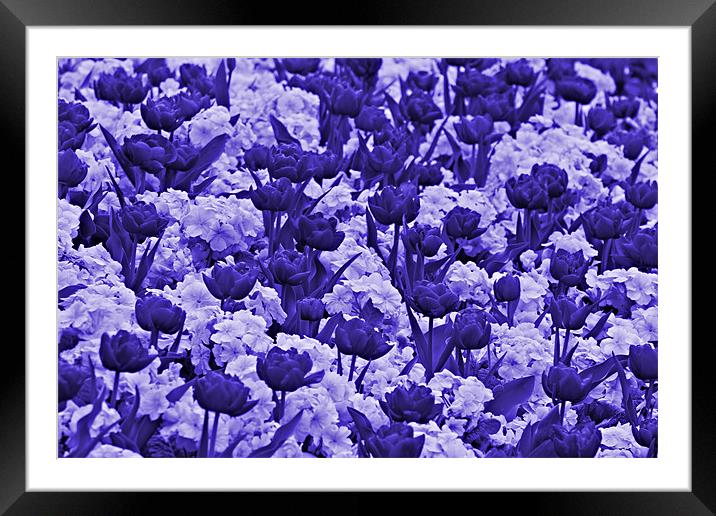 Sea Of Lilac & Purple Flowers Framed Mounted Print by kelly Draper