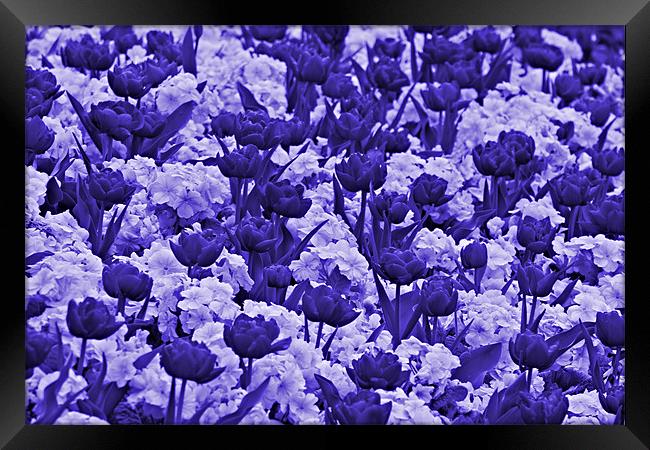 Sea Of Lilac & Purple Flowers Framed Print by kelly Draper