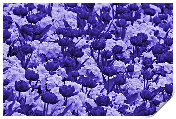 Sea Of Lilac & Purple Flowers Print by kelly Draper