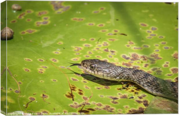 Keelback snake in a Lilypond Canvas Print by Pete Evans