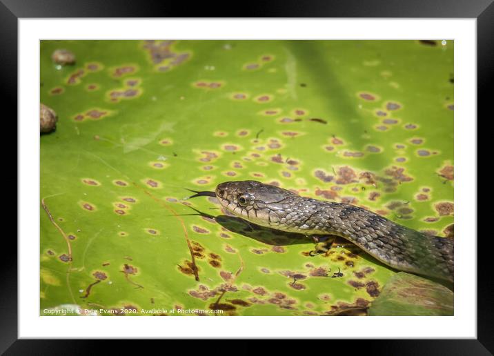 Keelback snake in a Lilypond Framed Mounted Print by Pete Evans