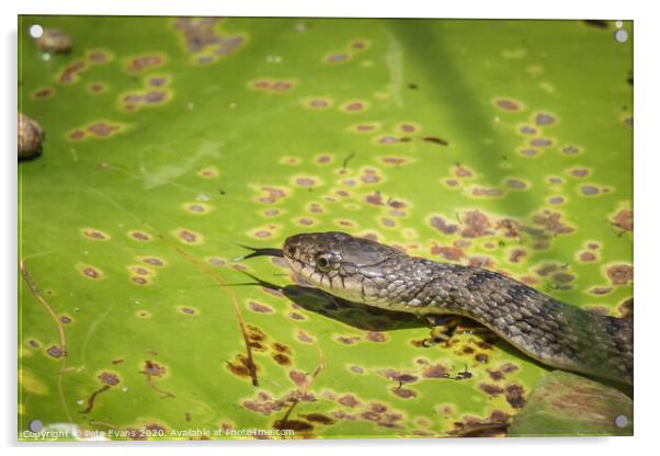 Keelback snake in a Lilypond Acrylic by Pete Evans