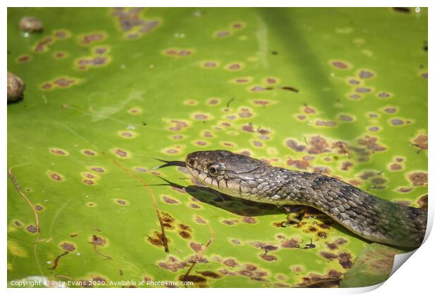 Keelback snake in a Lilypond Print by Pete Evans