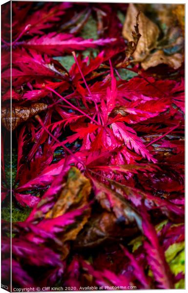 Red Autumn Leaves Canvas Print by Cliff Kinch