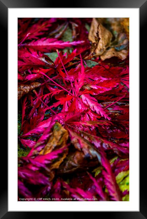 Red Autumn Leaves Framed Mounted Print by Cliff Kinch