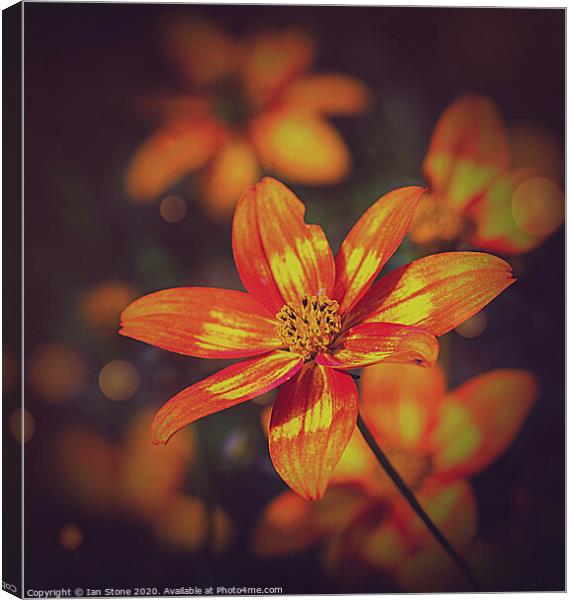 Radiant Sunshine Blooms Canvas Print by Ian Stone
