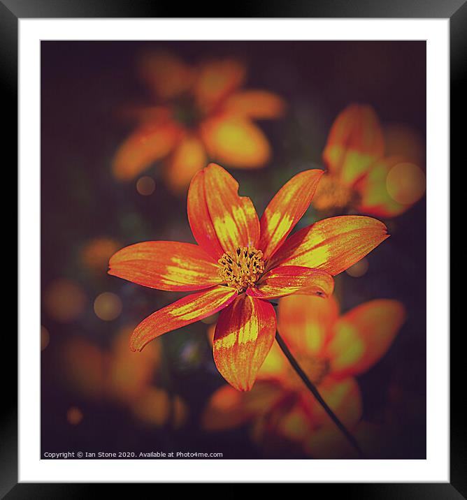 Radiant Sunshine Blooms Framed Mounted Print by Ian Stone