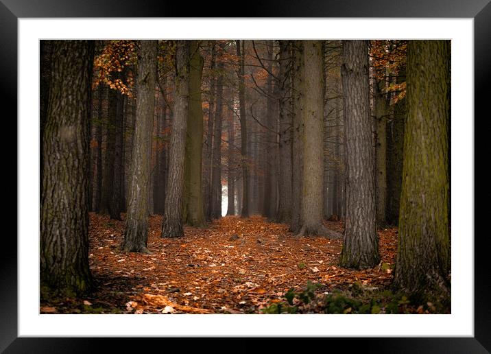 In the Dark, Dark, Wood Framed Mounted Print by Francis Wilson