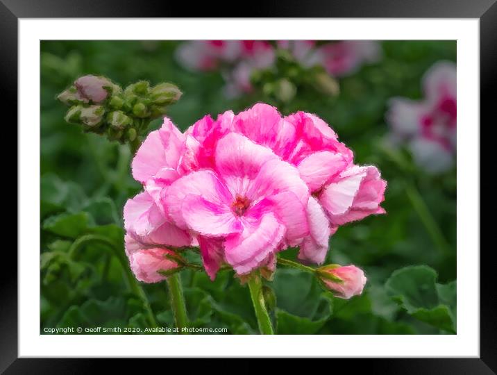 Pink Geranium Painterly Effect Framed Mounted Print by Geoff Smith
