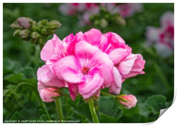 Pink Geranium Painterly Effect Print by Geoff Smith