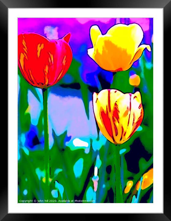 Digital Painting of Tulips Framed Mounted Print by john hill