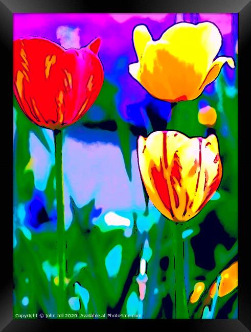 Digital Painting of Tulips Framed Print by john hill