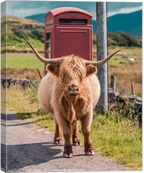 Highland Cow - Isle of Mull Canvas Print by Craig Doogan