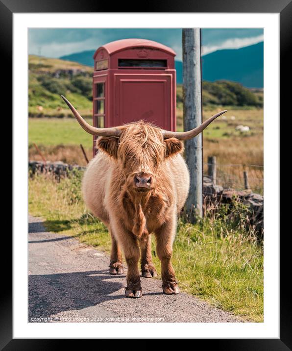 Highland Cow - Isle of Mull Framed Mounted Print by Craig Doogan