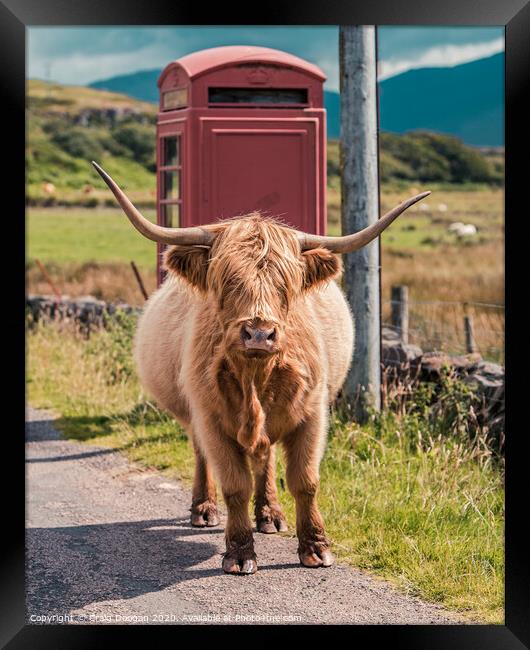 Highland Cow - Isle of Mull Framed Print by Craig Doogan