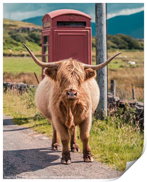 Highland Cow - Isle of Mull Print by Craig Doogan