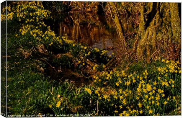 Daffodil Valley, Farndale, North York Moors, Yorks Canvas Print by Martyn Arnold