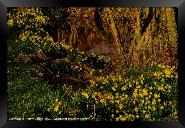 Daffodil Valley, Farndale, North York Moors, Yorks Framed Print by Martyn Arnold