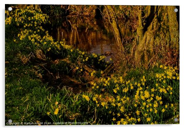 Daffodil Valley, Farndale, North York Moors, Yorks Acrylic by Martyn Arnold