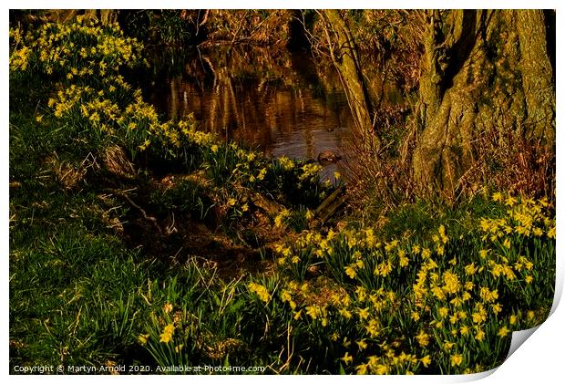 Daffodil Valley, Farndale, North York Moors, Yorks Print by Martyn Arnold