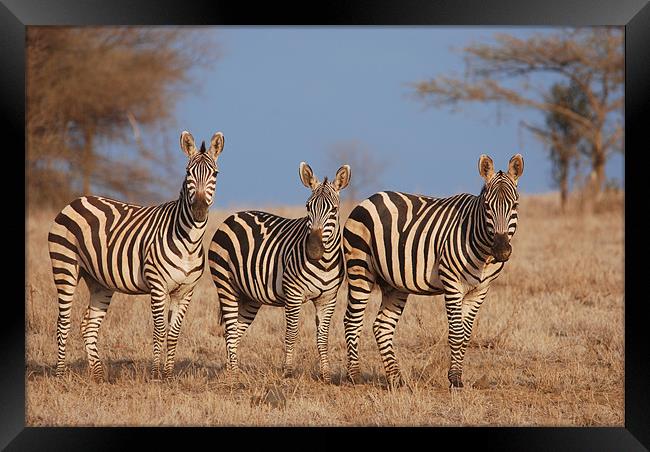 Zebras Framed Print by Tony Hadfield