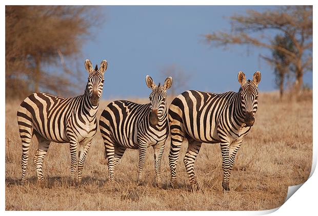 Zebras Print by Tony Hadfield