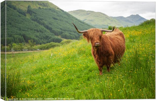 A Highland Cow in Field of Buttercups Scotland Canvas Print by Iain Gordon