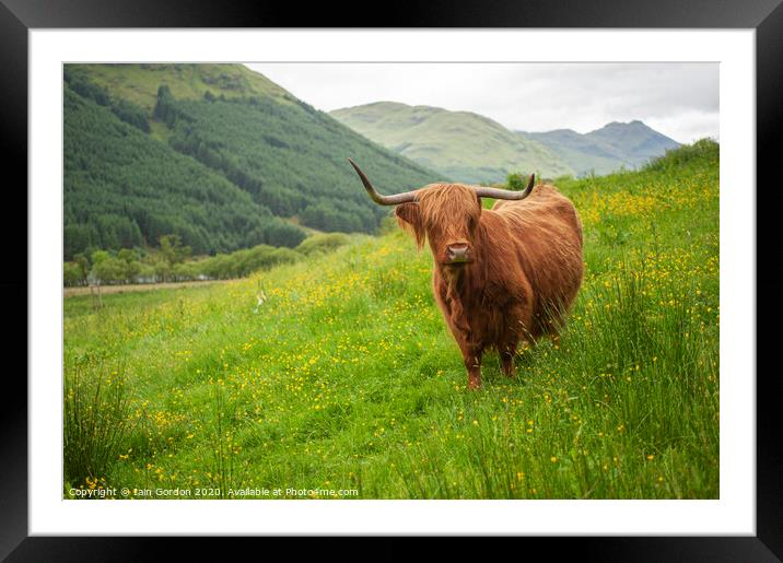 A Highland Cow in Field of Buttercups Scotland Framed Mounted Print by Iain Gordon