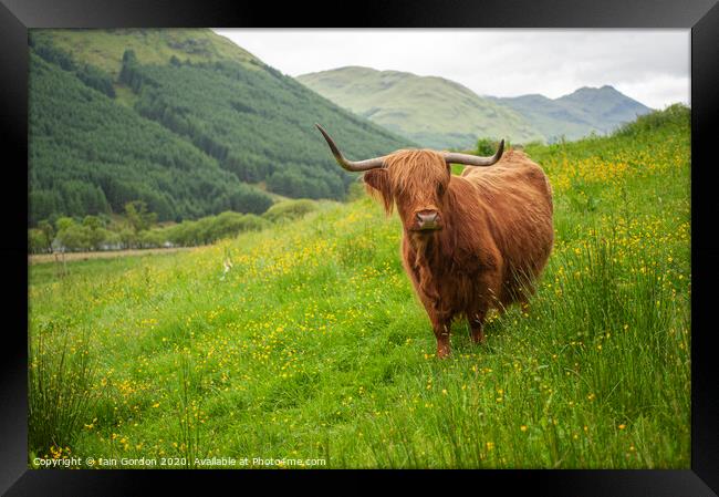 A Highland Cow in Field of Buttercups Scotland Framed Print by Iain Gordon