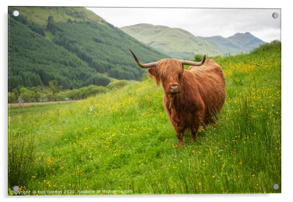 A Highland Cow in Field of Buttercups Scotland Acrylic by Iain Gordon